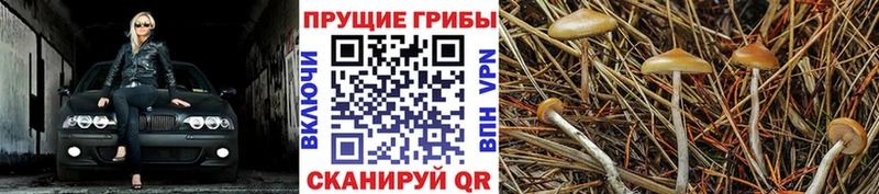 Купить  Улан-Удэ  Галлюциногенные грибы Psilocybine cubensis 